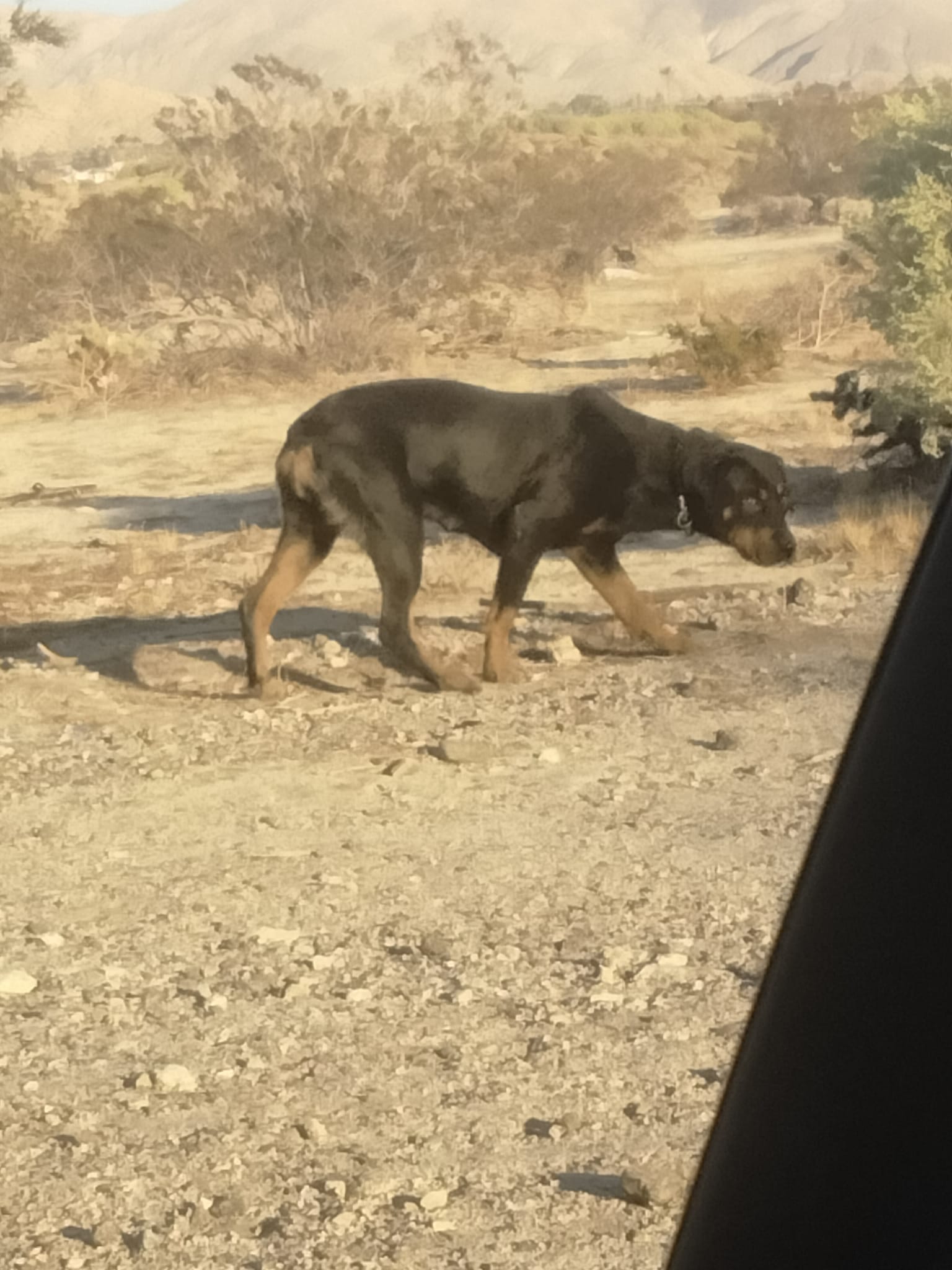 Lost dog spotted on El Rio Lane in DHS