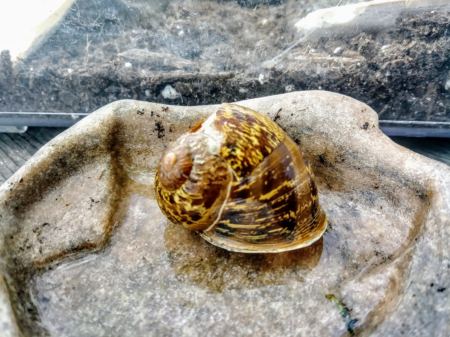 Turbo The Wonder Snail