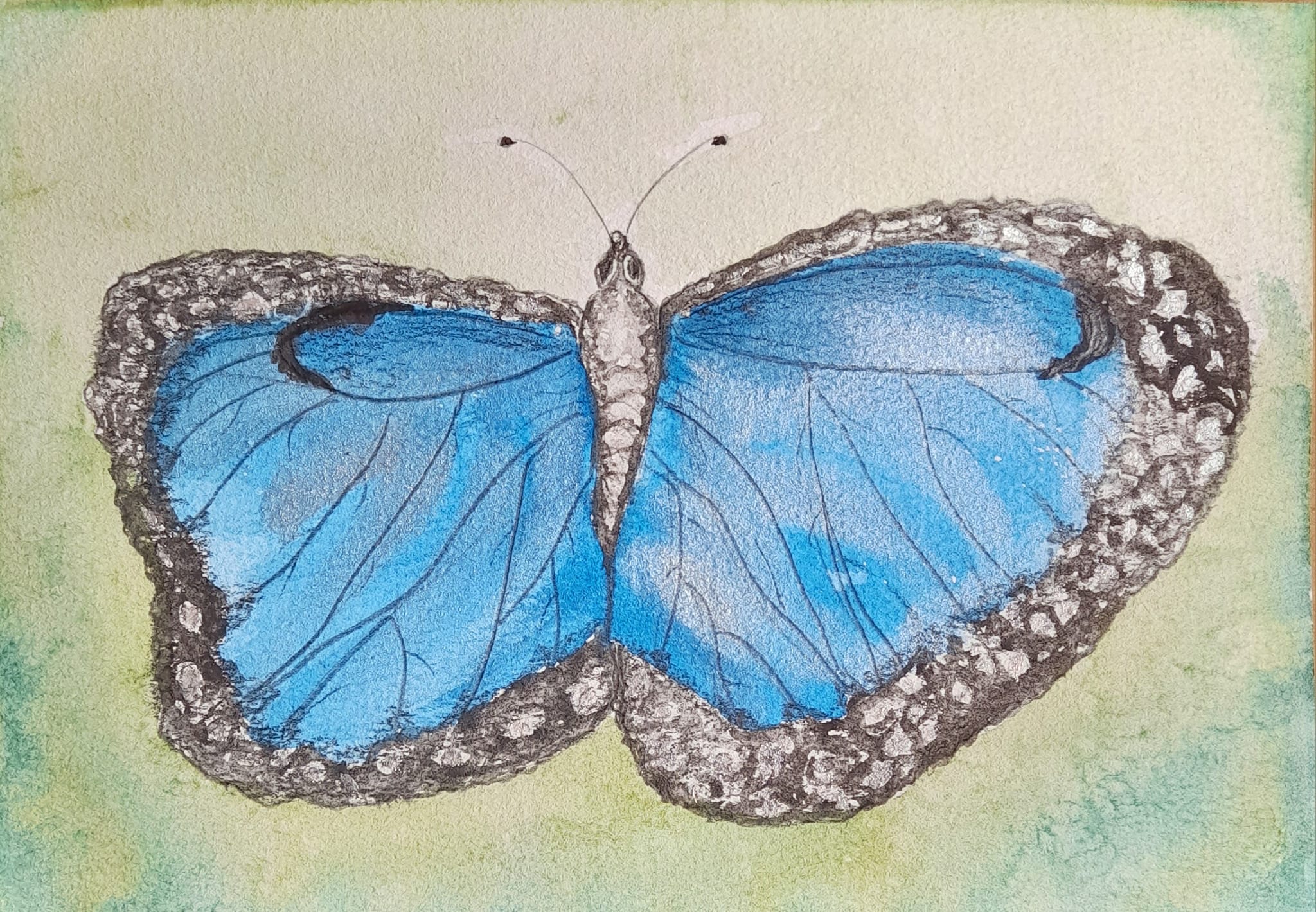 Morpho pleides.