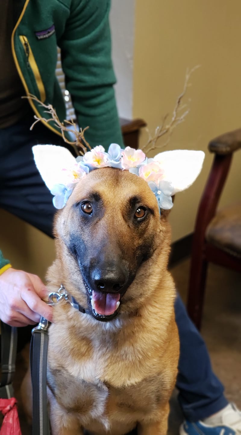 McGee Street Animal Hospital Pet Groomer Norman, Oklahoma 41