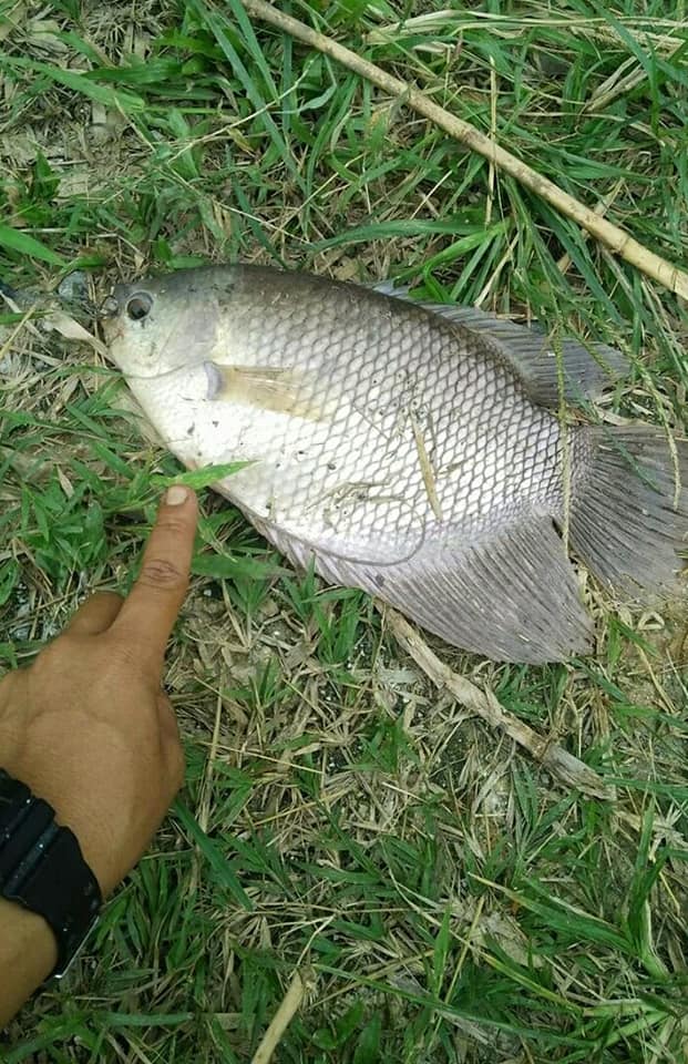 Rezeki Sungai Batang Berjuntai Yang Love Kuala Selangor Facebook