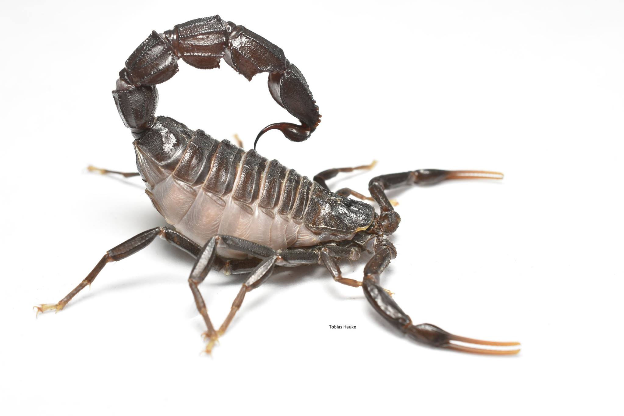 Androctonus australis 'Hector' - 0.1 - Adult (Tunisia)