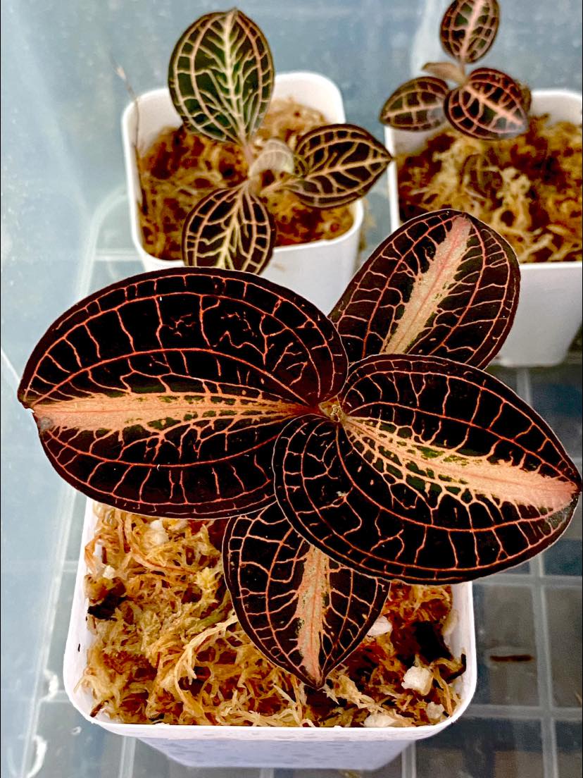 Anoectochilus reinwardtii Blume 1858 “Distinction”