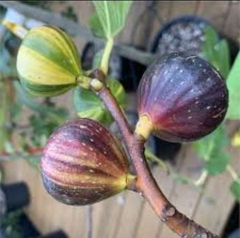 FIG PROPAGATION | Hoping to propagate this 75 year old fig tree with ...