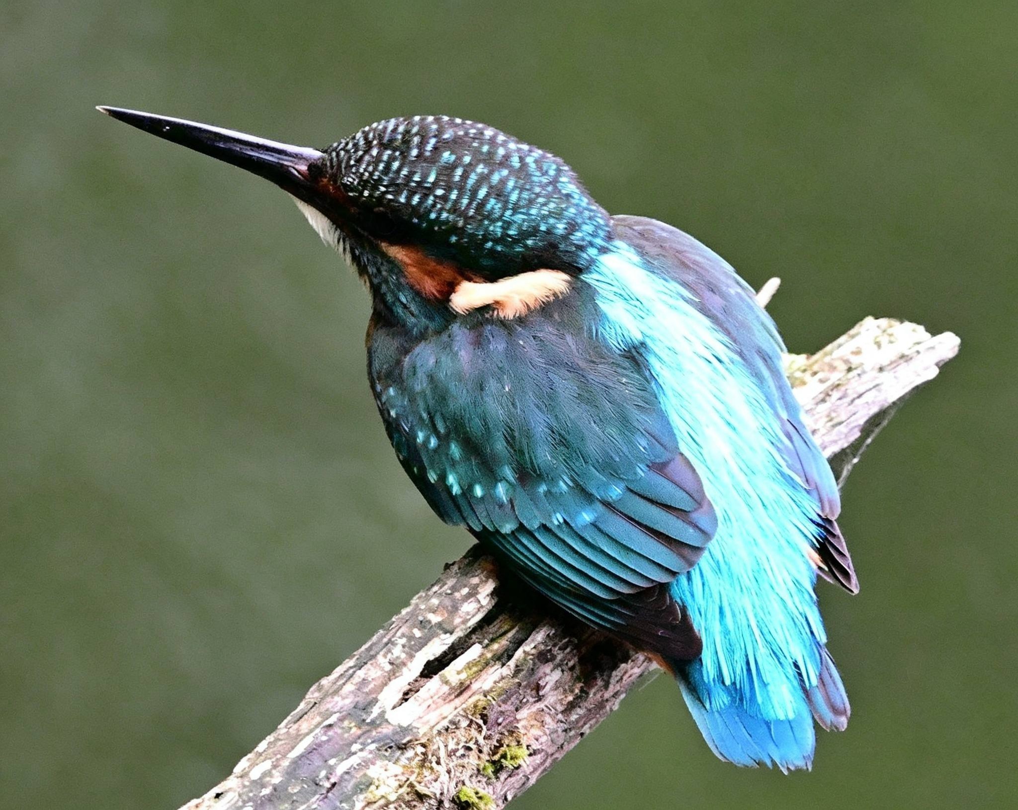 Kingfisher photos taken at Brandon Marsh Coventry, West Midlands