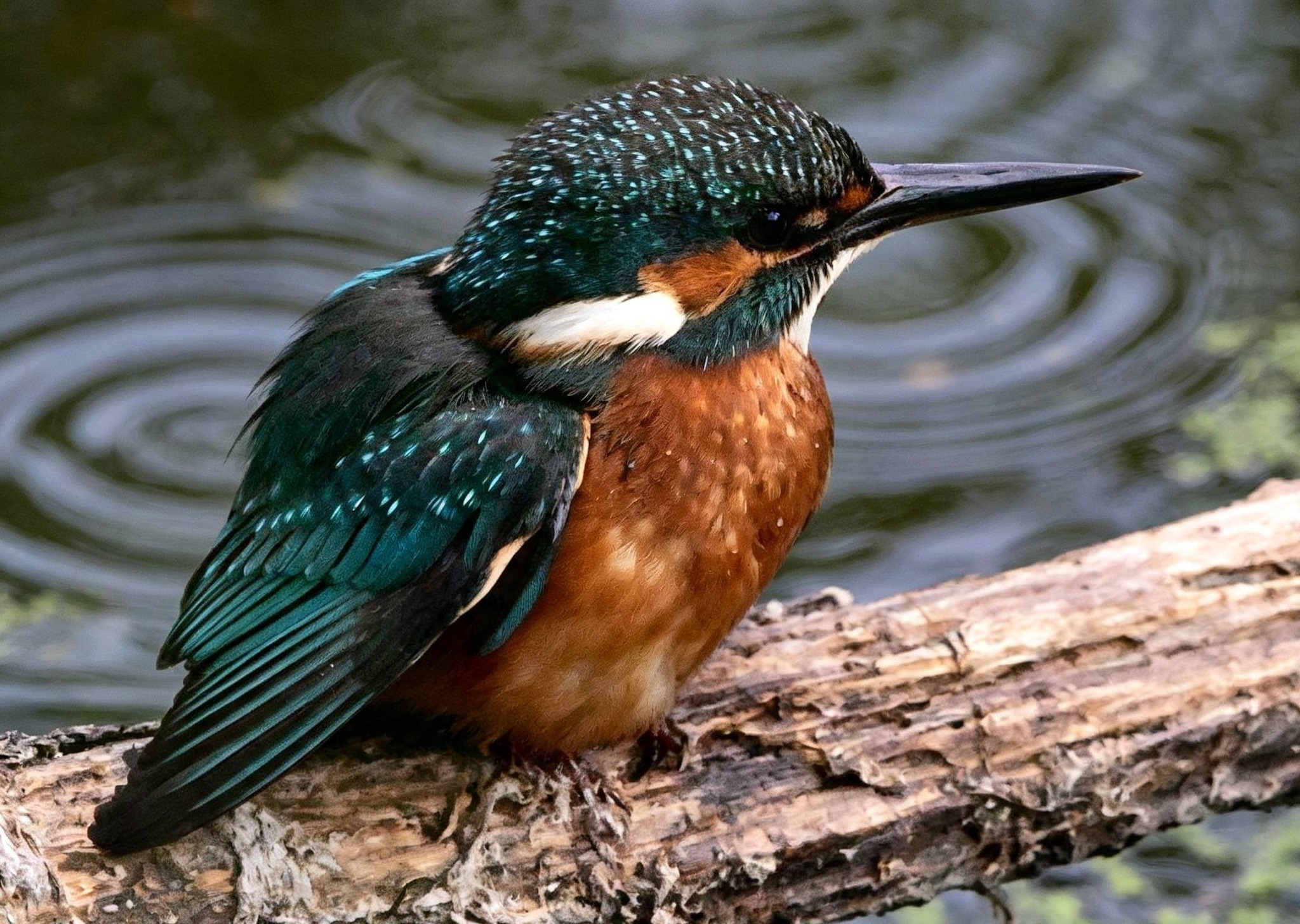Kingfisher photos taken at Brandon Marsh Coventry, West Midlands