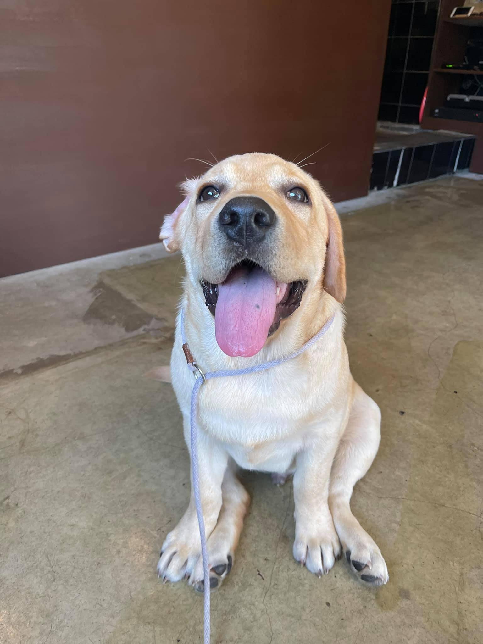 บักไฝ - Dobby Bambii labrador