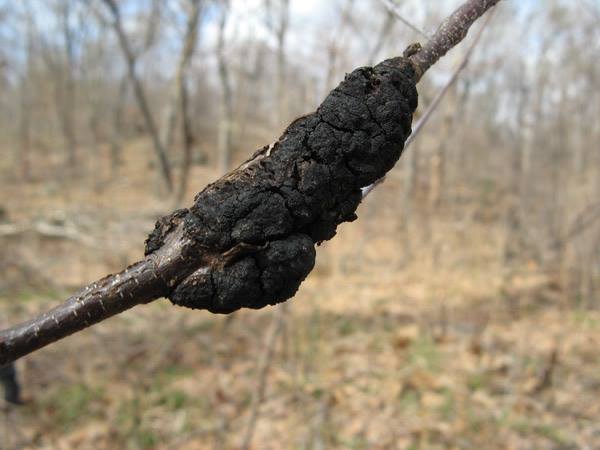 Big - TREE TIPS Black knot is a fungal infection that causes damage by ...