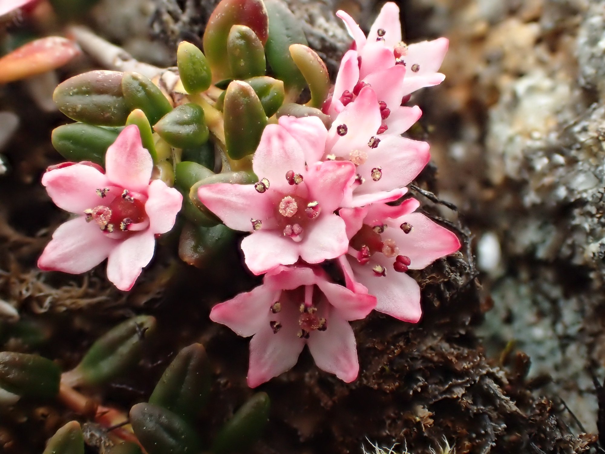 Trailing Azalea (Kalmia procumbens)... - Aigas Field Centre | Facebook