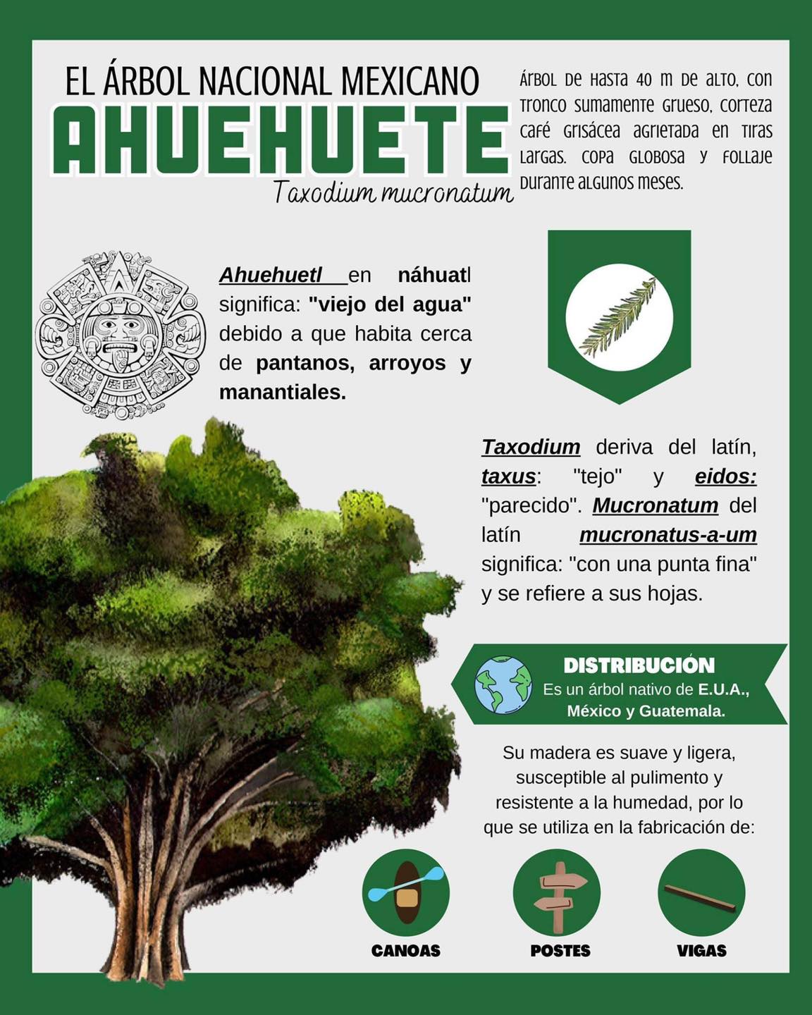🌳El Ahuehuete es un árbol muy... - The Future Is Organic | Facebook