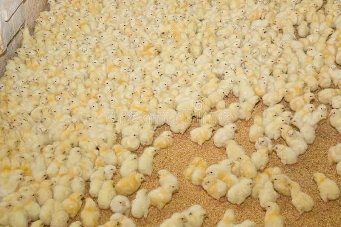 Kengo Poultry Ltd