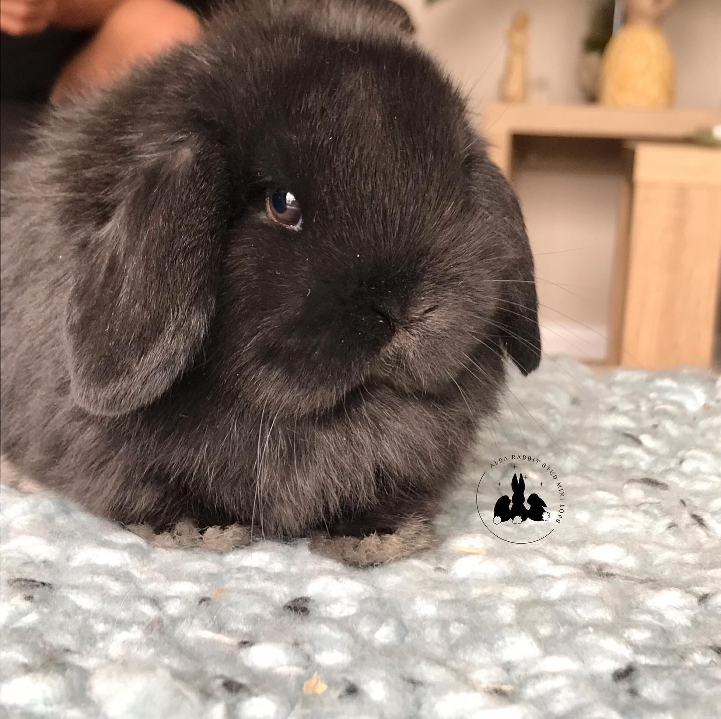 Our keeper Vader’s daughter ️... - ALBA rabbit stud