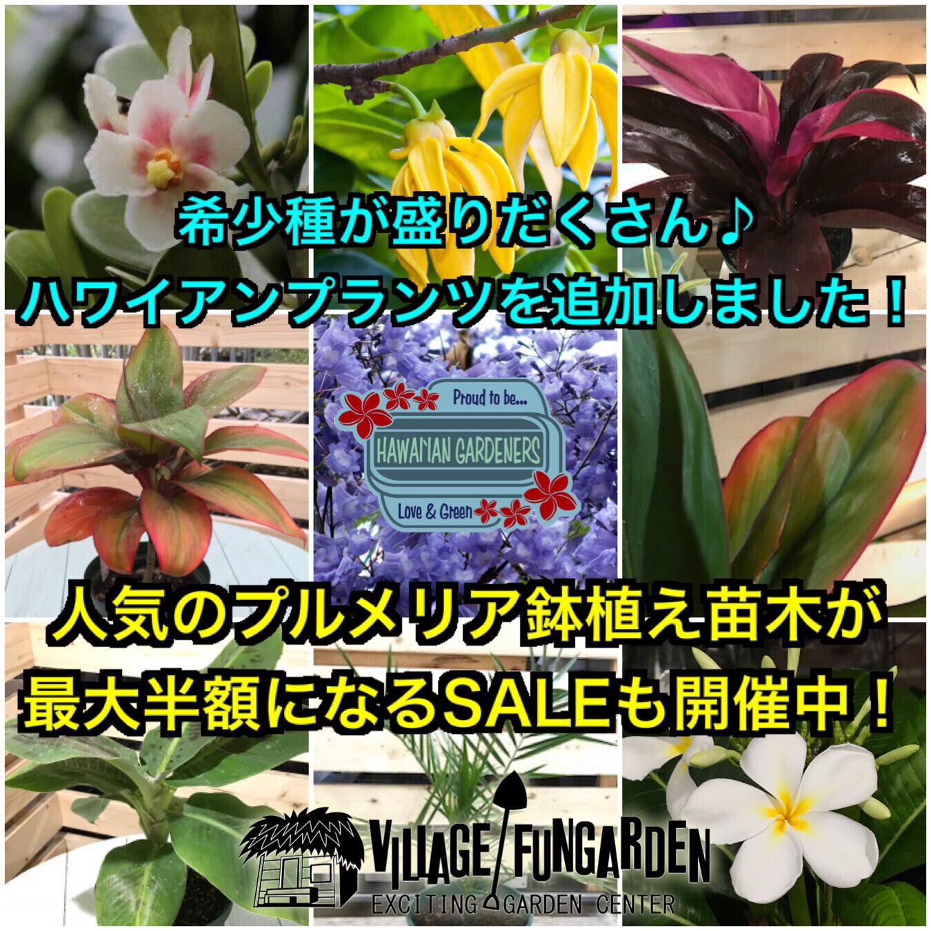 トロピカルプランツクラブ｜Tropical Plants Club | Sodegaura-shi Chiba
