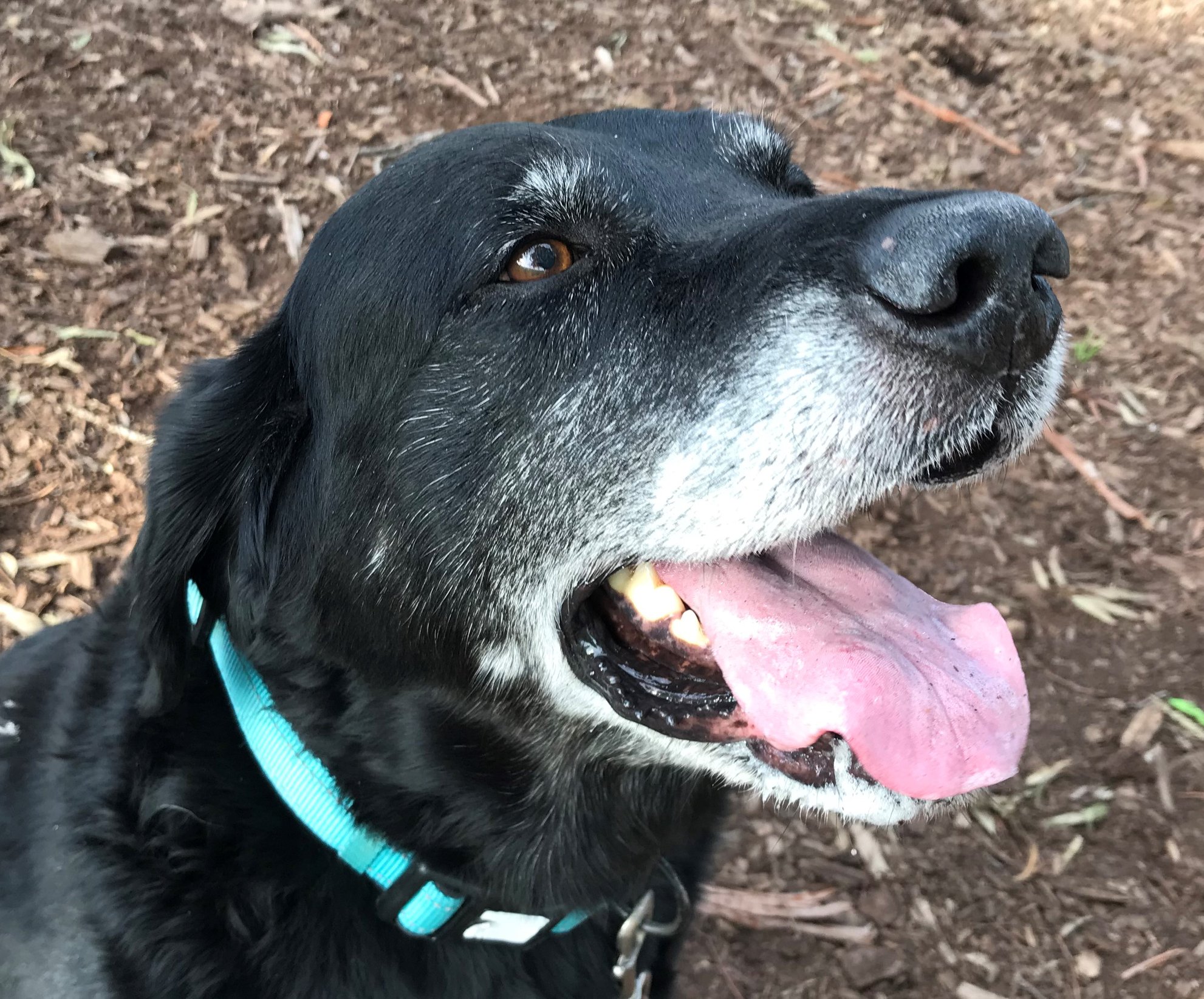Chobe – 9-yr-old... - Golden Gate Labrador Retriever Rescue | Facebook