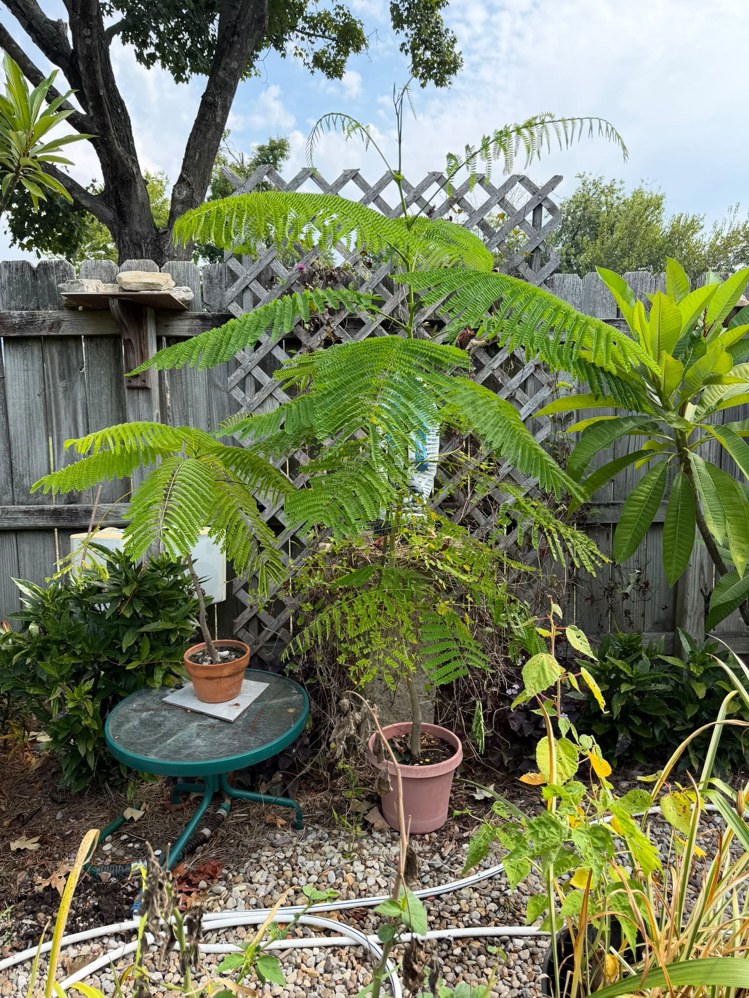 Royal Poinciana Tree (Delonix regia) grown from seed in Zone 7a