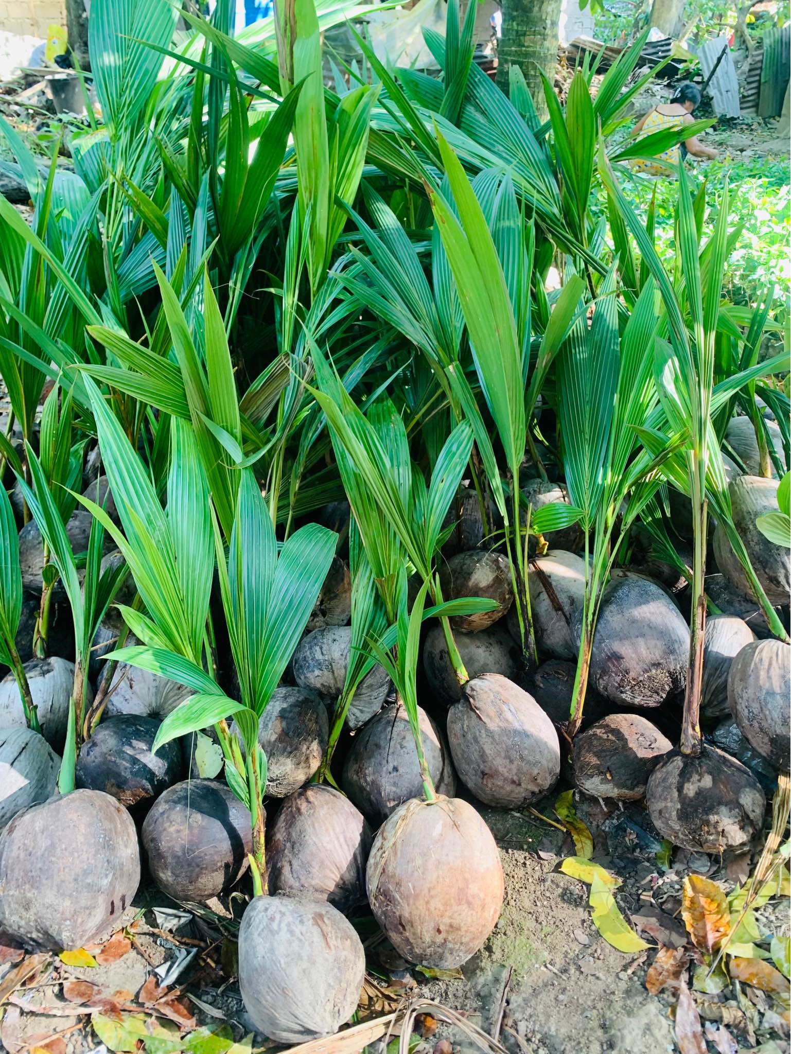 Coconut seedlings - Plants, Seeds & Bulbs - Kidapawan | Facebook ...