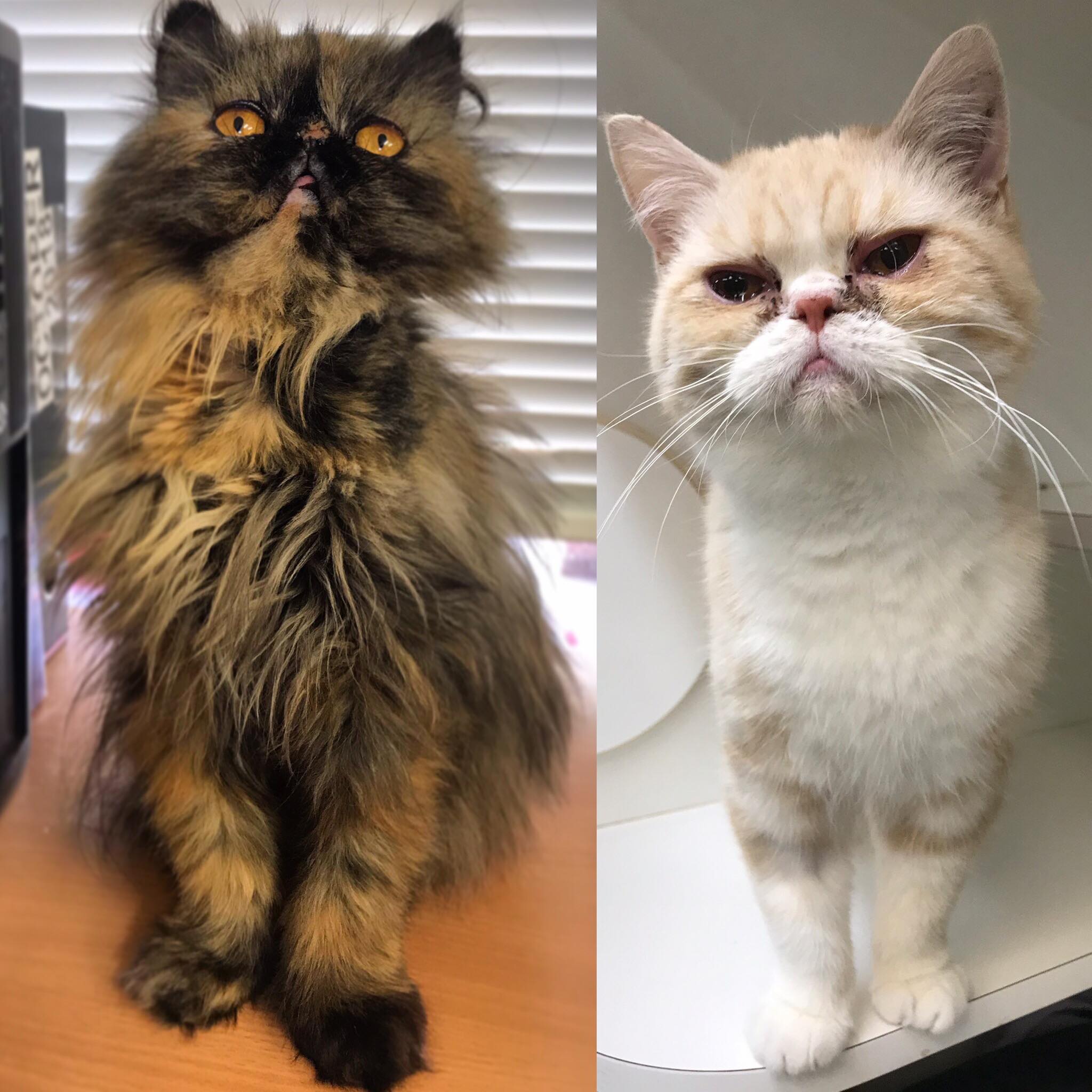 Cat Haven WA - 🐾😿 RANI & RAJA NEED YOUR HELP!🐾😿 Hello...