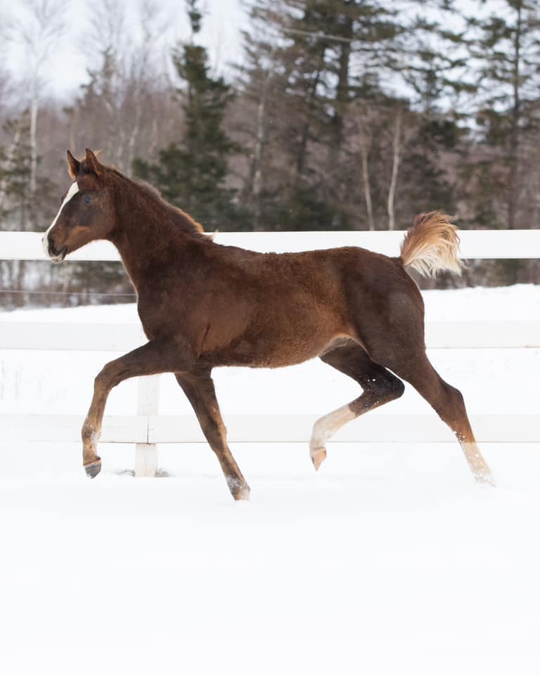 Rapture R Hanoverian Stallion