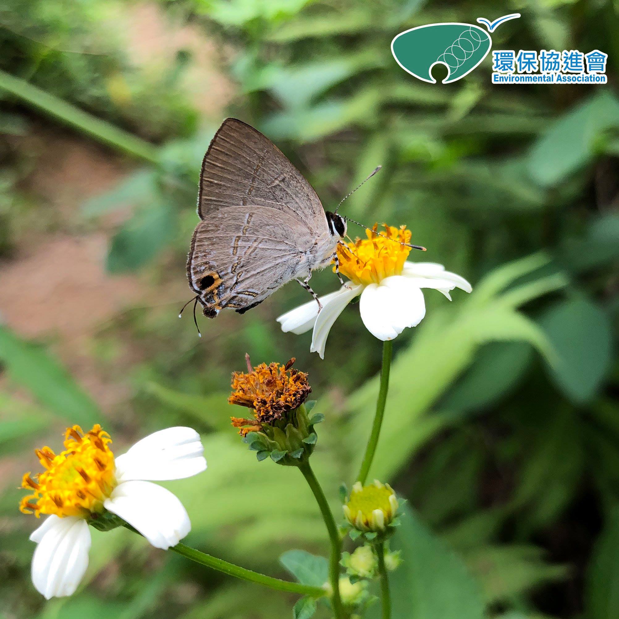 鳳園蝴蝶保育區 Fung Yuen Butterfly Reserve - 【鳳園5月份蝴蝶紀錄】 (2018年5月15日更新) 雙斑趾弄蝶 ...