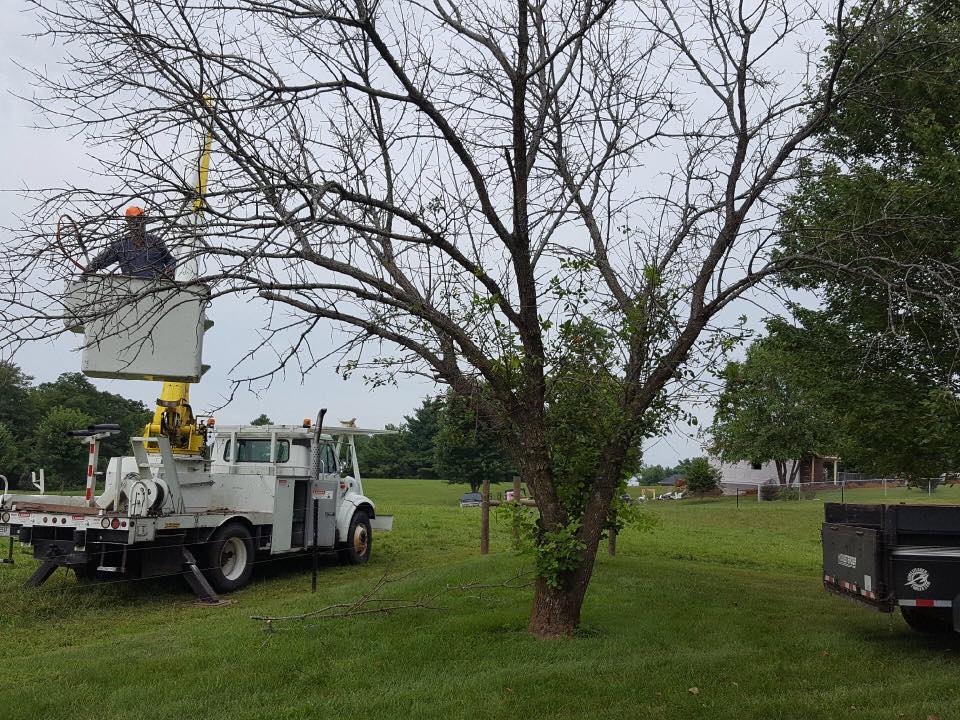 Clark's Tree Service, LLC | Stanford KY