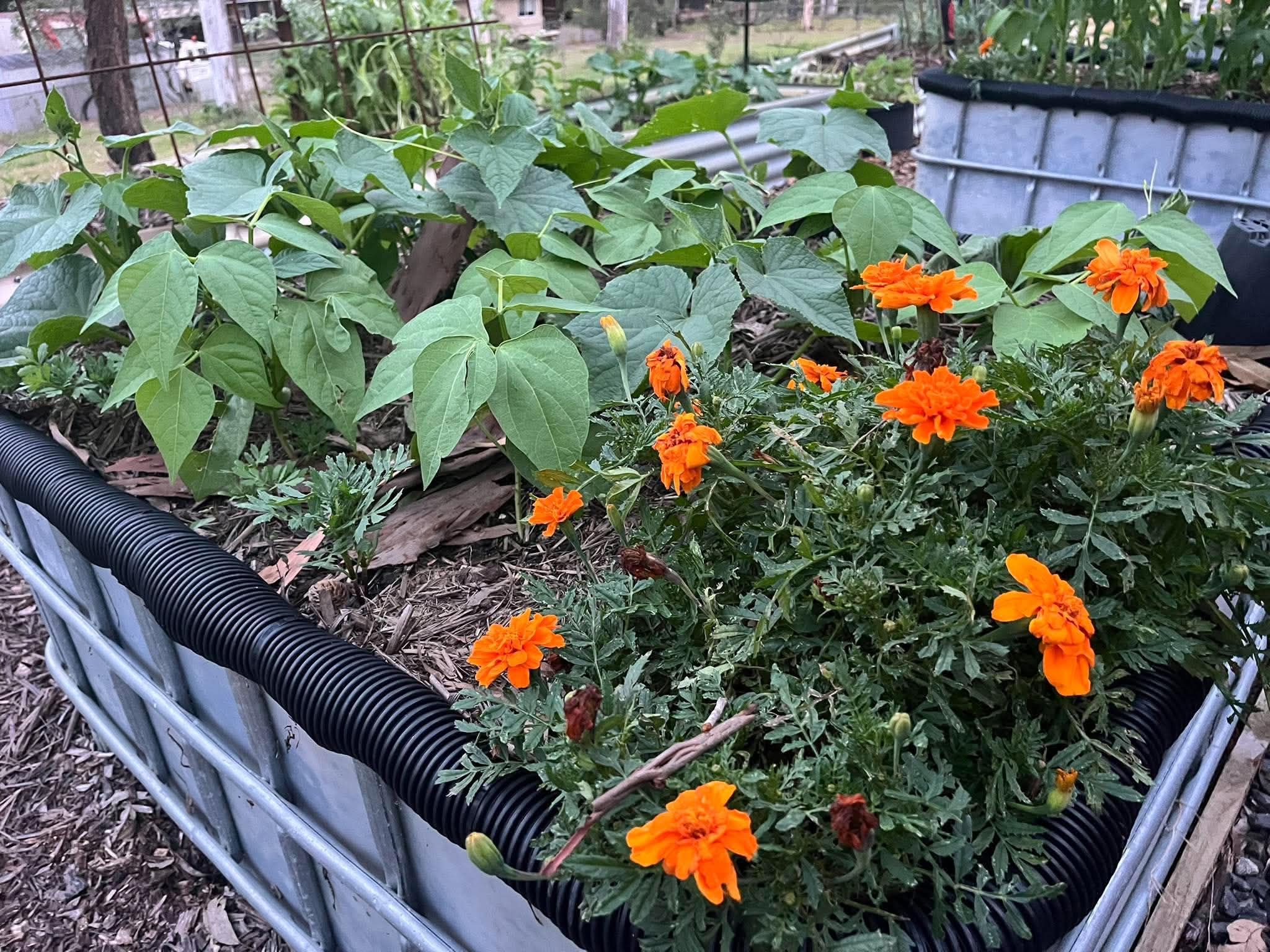October Permaculture Connect