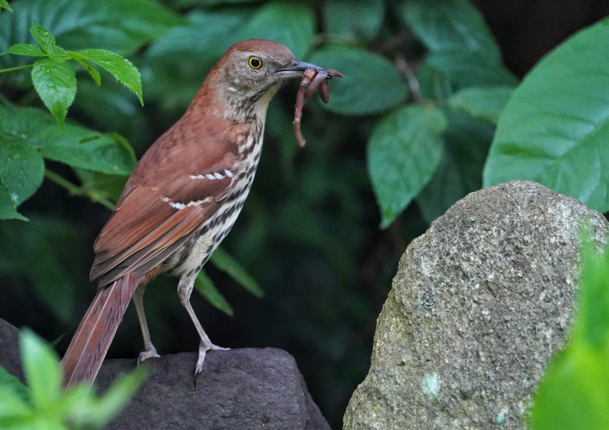 A young Brown Thrasher in Randolph Co. Notice the eyes aren