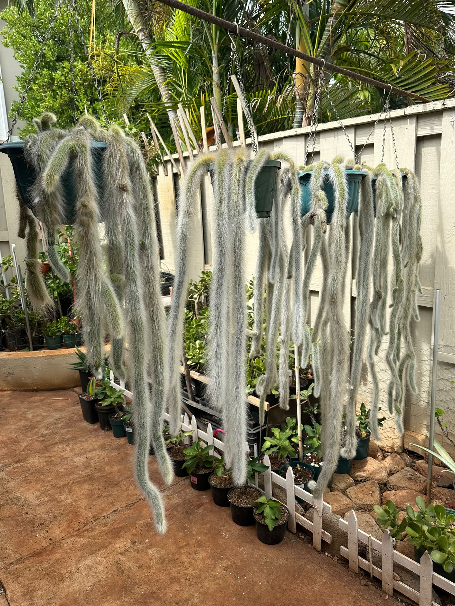 What grow lights are best for monkey tail cactus plants?