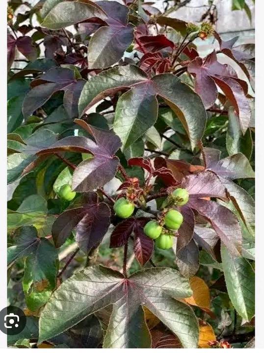 Where can I get this called #Jatropha