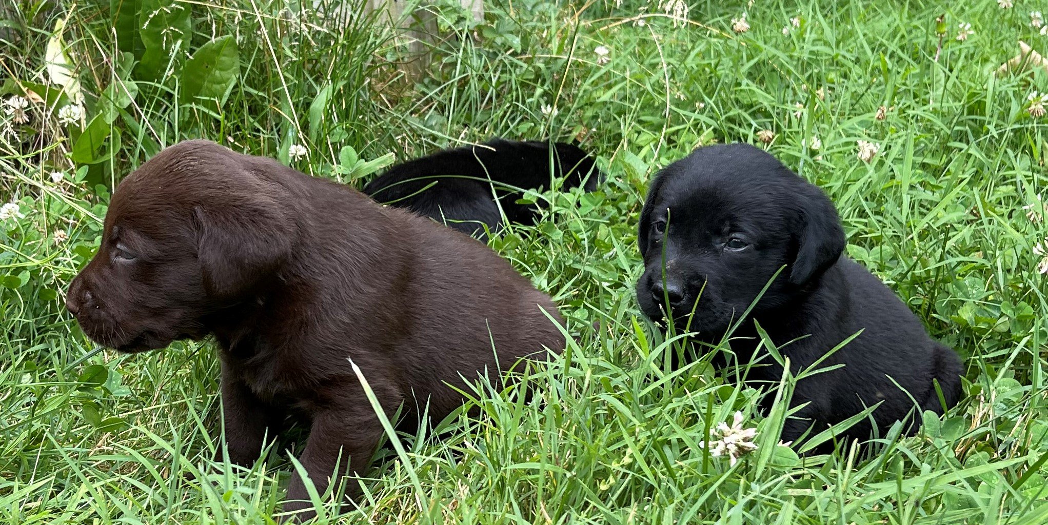 Our Gorgeous pups... - Blue Ridge Lane Labrador Retrievers