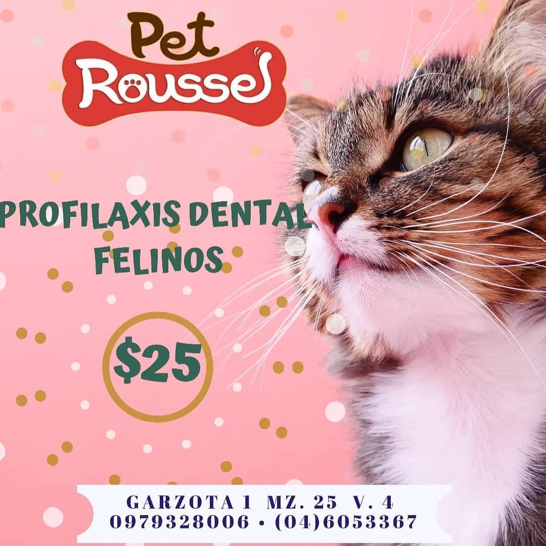Pet Roussel | Guayaquil