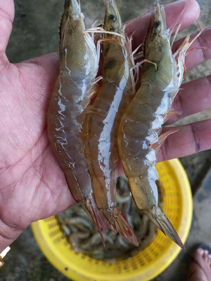 ชาบูฟองดู - ช่วงนี้หมึก กุ้ง อาจะมีเล็กบ้างใหญ่บ้าง... | Facebook