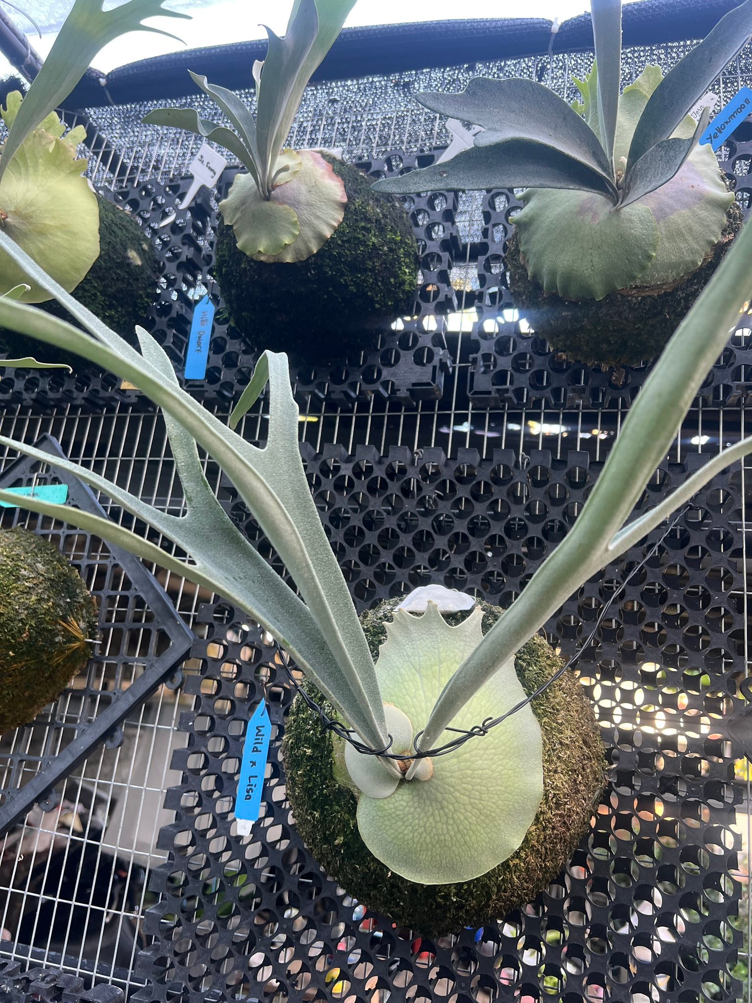 P. Veitchii Wild x Lisa