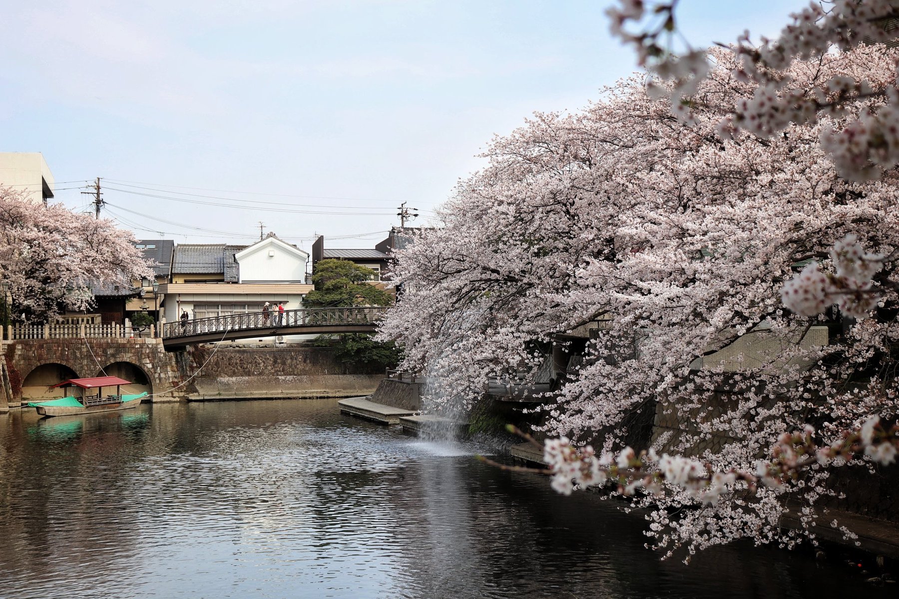 กิฟุ Gifu - 🌸 ซากุระเลียบแม่น้ำซุยมง 💗 Suimon River Cherry...