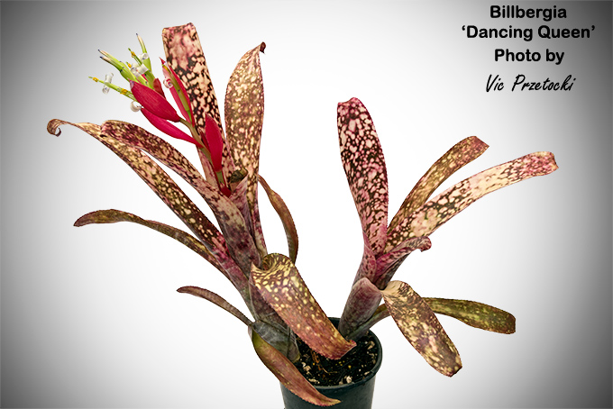 ブロメリア・エアープランツ Billbergia Kolan Pink Queen Billbergia >> Kolan Pink Queen #SongkhlaBromeliadFarm