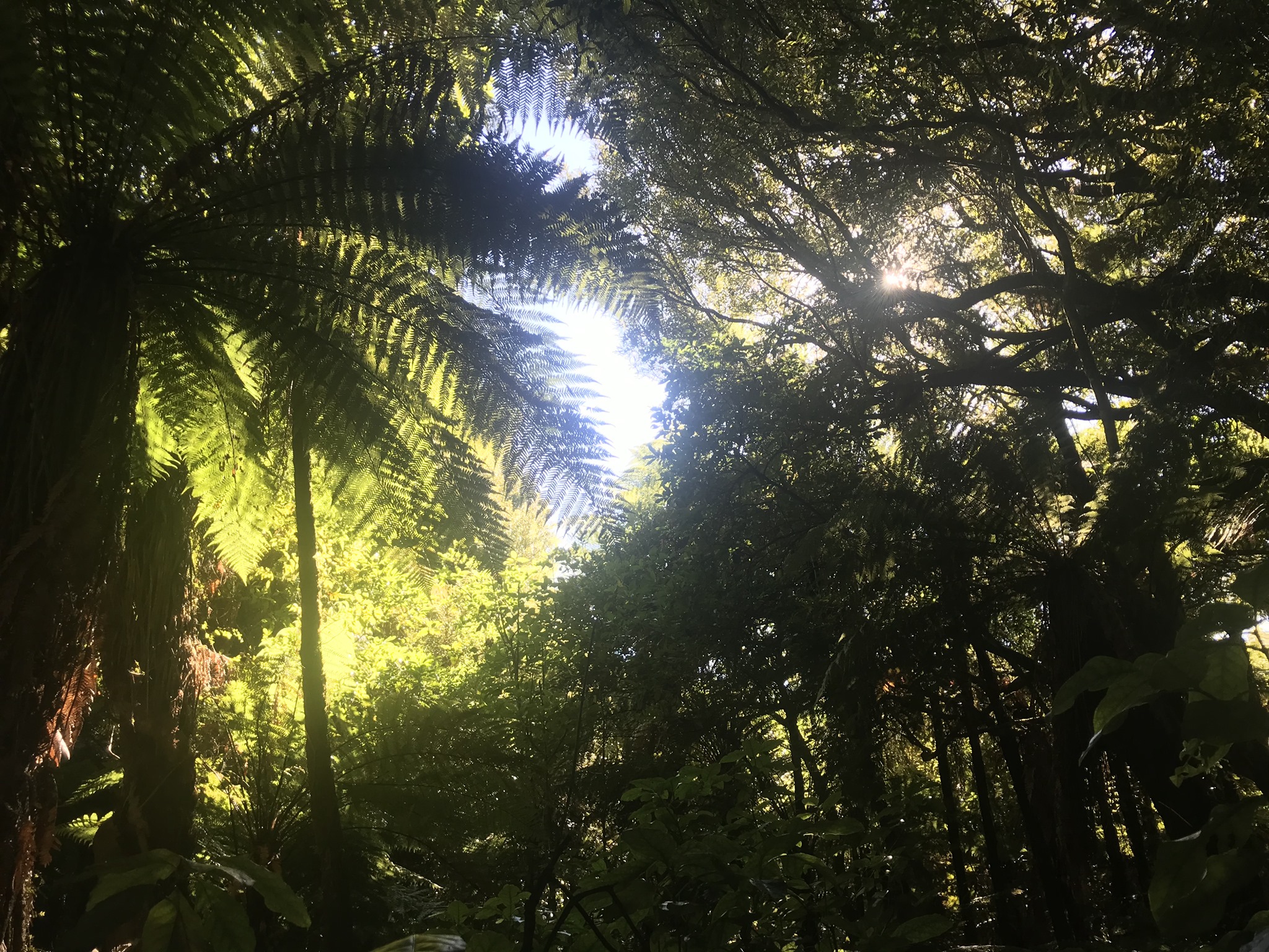 Mangakino Orangatanga - Hauora Roopu
