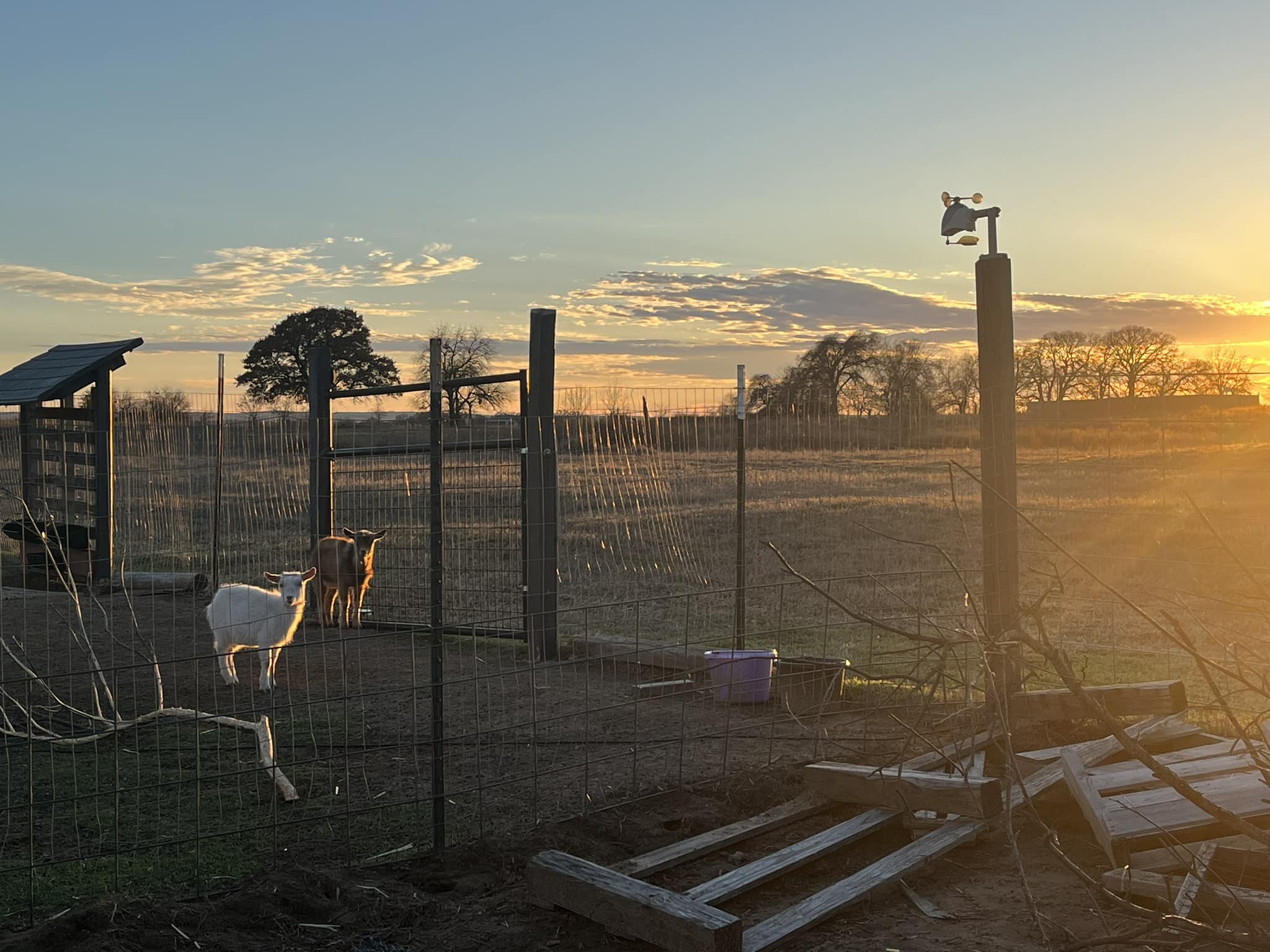Triple 8 Farm | Keeter TX