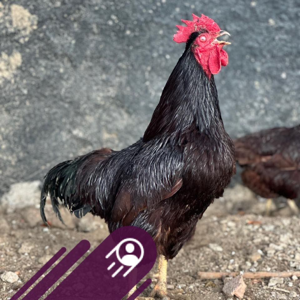 Kalite Blue Australorp | Muttalip Öcal | Facebook