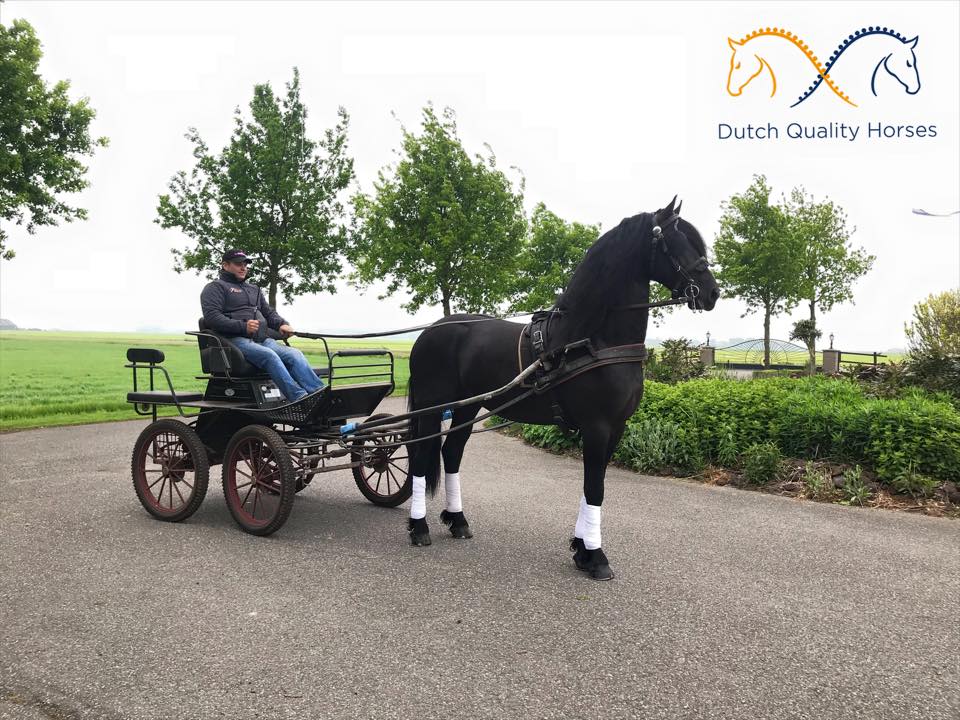 dutch-quality-stoere-dutch-quality-horses
