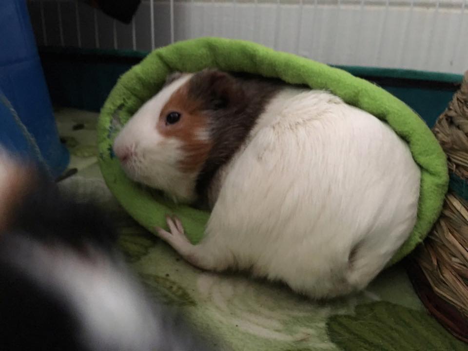 The Wheekly