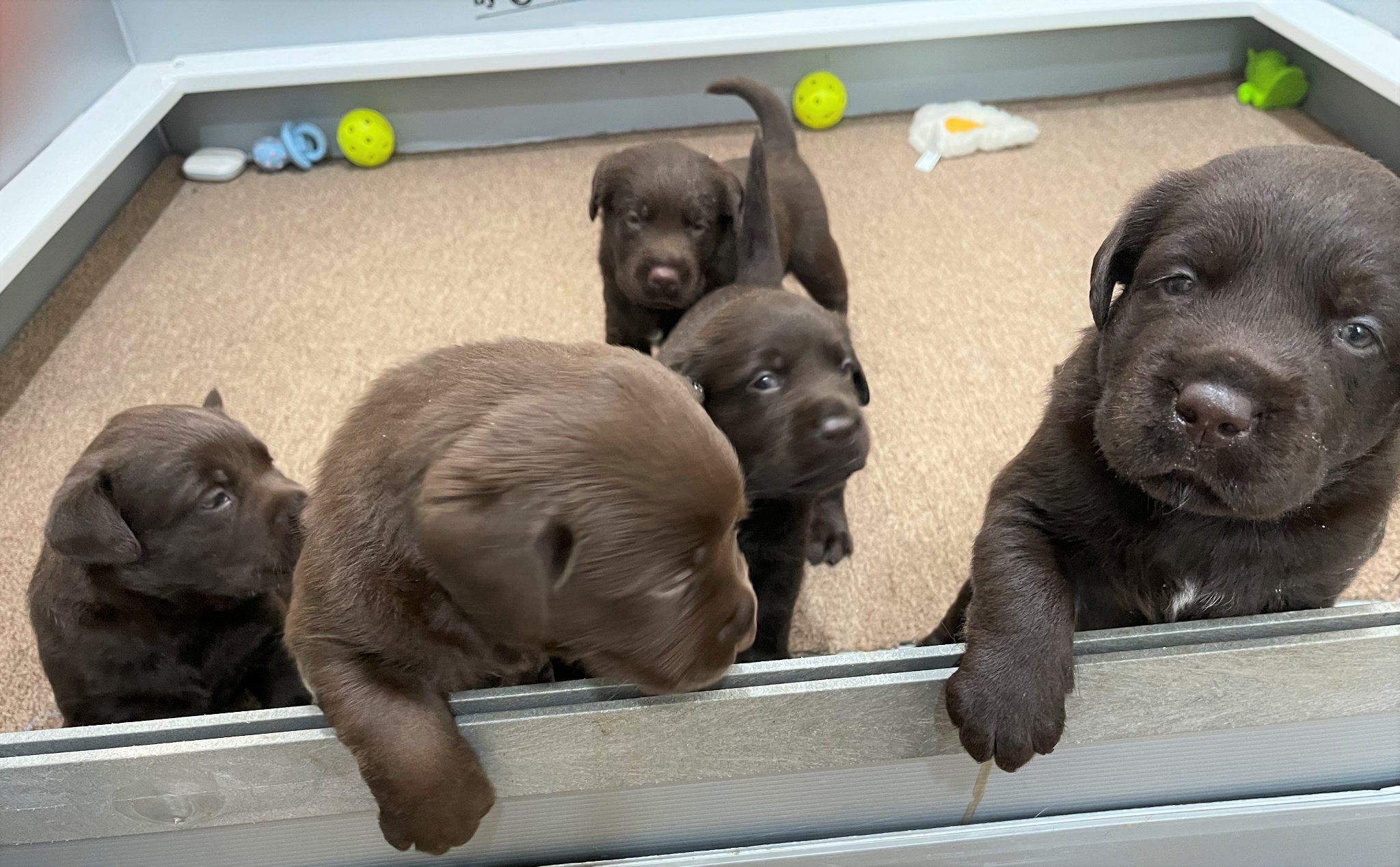 Introducing our... - Blue Ridge Lane Labrador Retrievers | Facebook