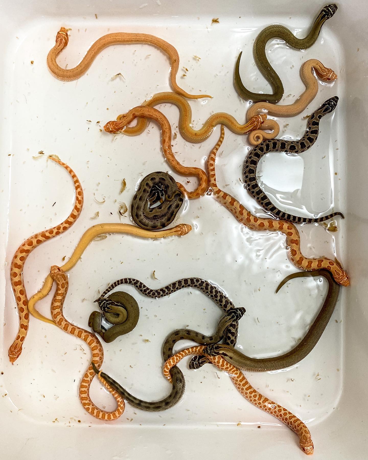 Alpha Reptile - 16 hatchling snakes 🐍 having their first...