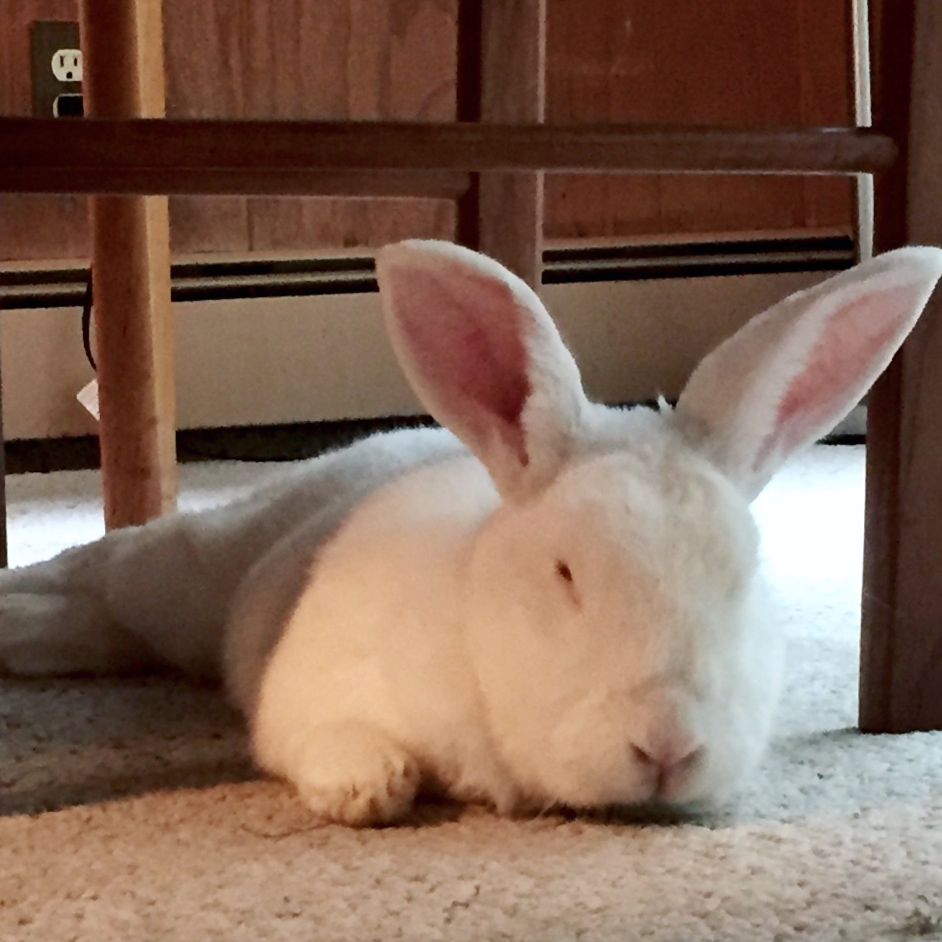 The Great Rabbit Liberation of 2016