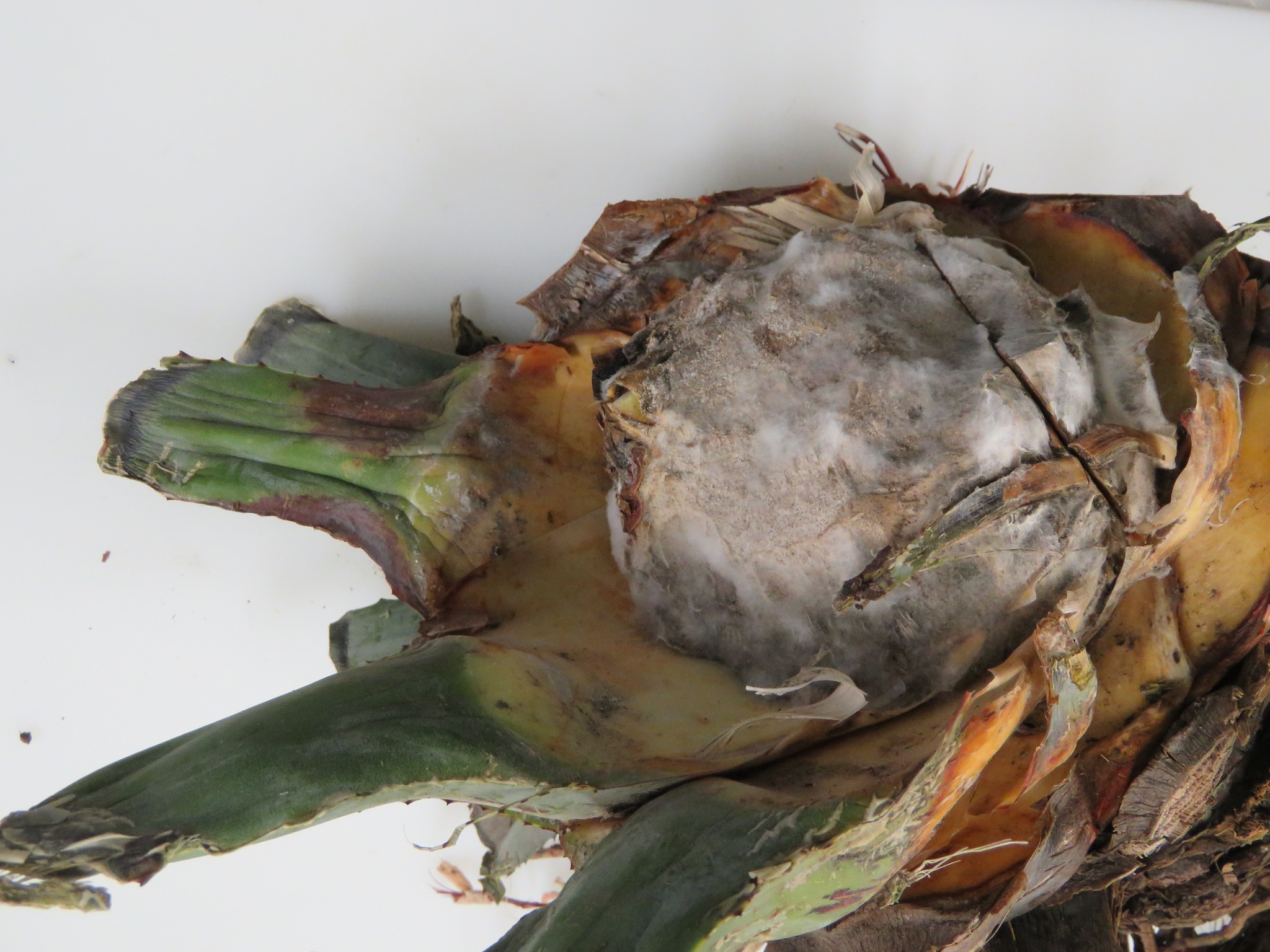 👩‍🔬🔬 Hongo en piña de agave.... - Diagnóstico Fitosanitario