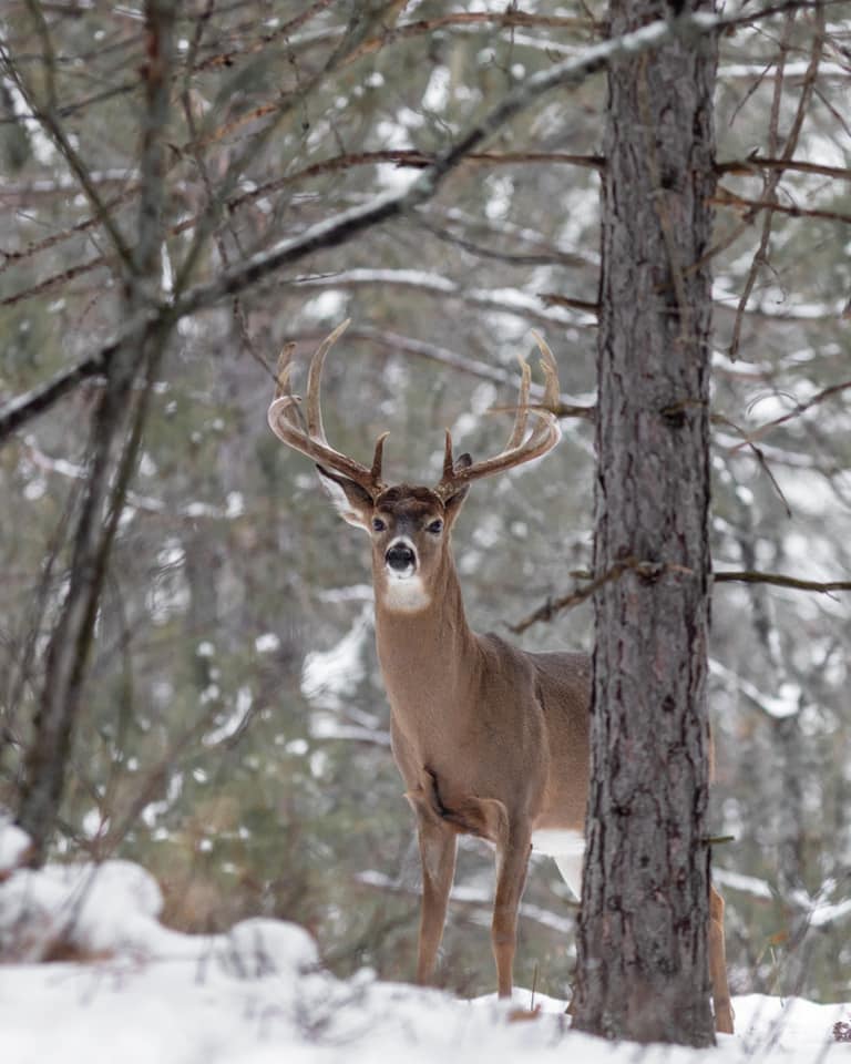 How old and how many inches do you... - Royal Rack Ranch | Facebook