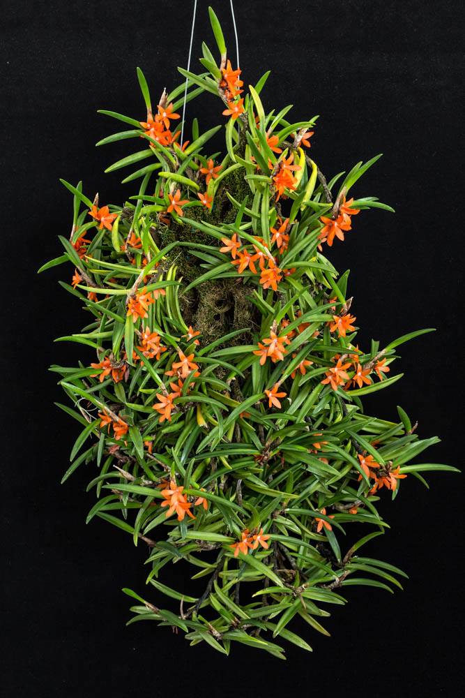 File:Ceratostylis rubra.jpg - Wikimedia