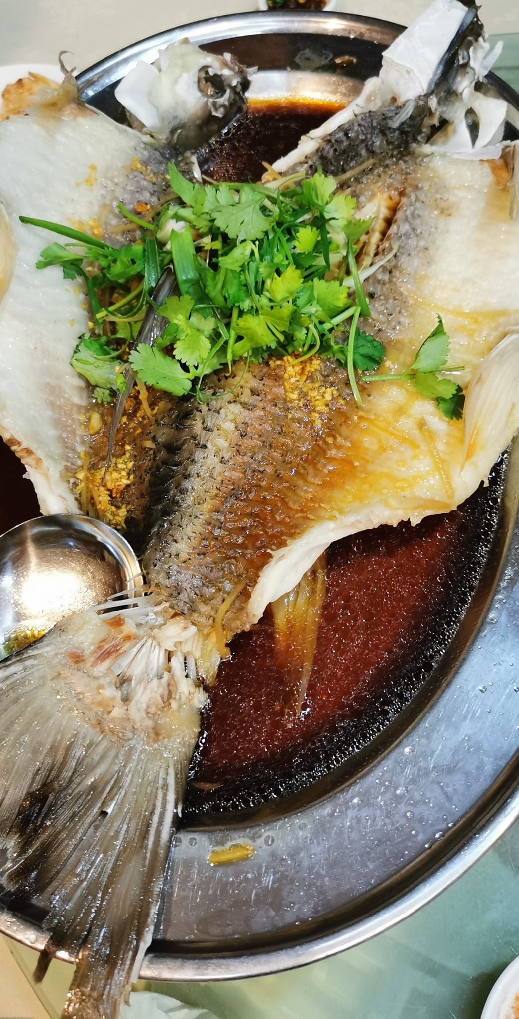 Raub - 红尾白须公 Baung Merah 特征：外观与白须公相似，但身型较为修长，且尾巴为红色。 体积：可达三、四公斤 特性：栖息于 ...