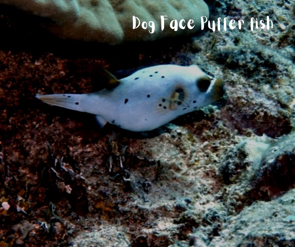 Axe - Fact Friday ! The dog face puffer fish (Arothron nigropunctatus ...