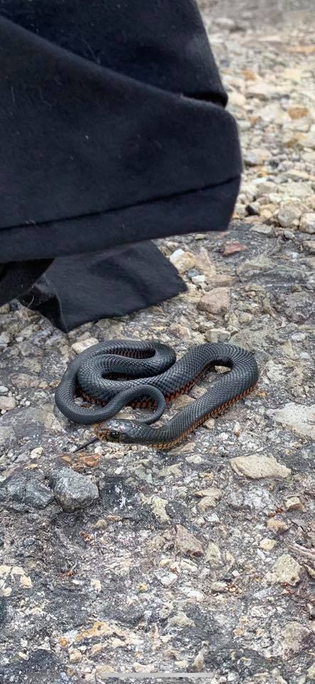 Northern Rivers Snake Catcher