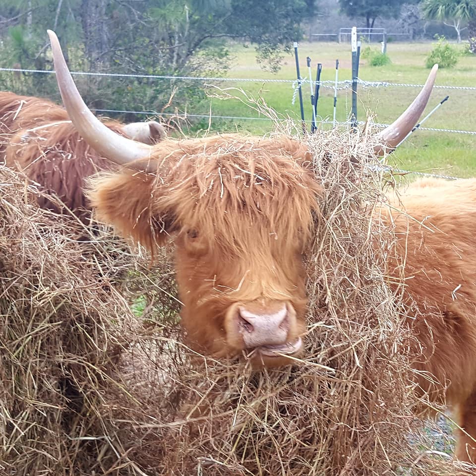 Little Acres Farm | Arcadia FL