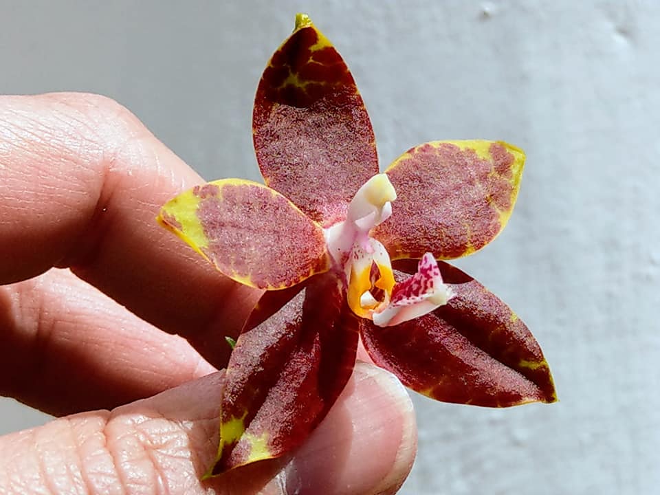 Phalaenopsis Mituo Reflex King (Lyndon Reflex X Ld's Bear King)